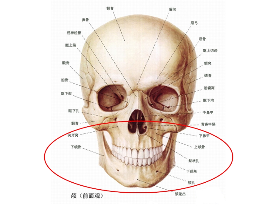 口腔基础知识ppt课件.ppt_第3页