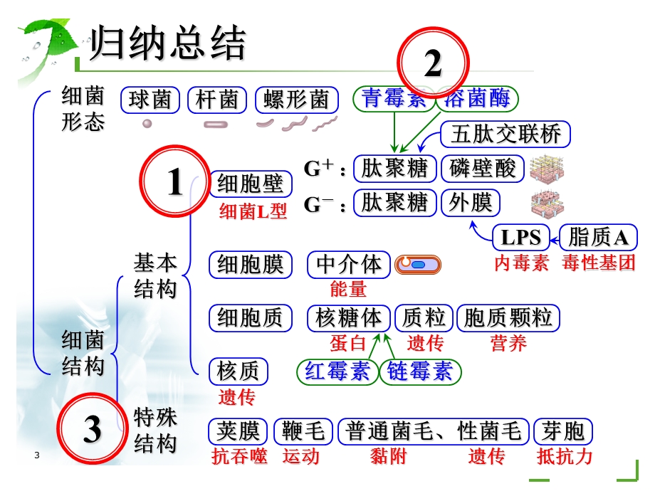 医学微生物学归纳总结汇总ppt课件.ppt_第3页