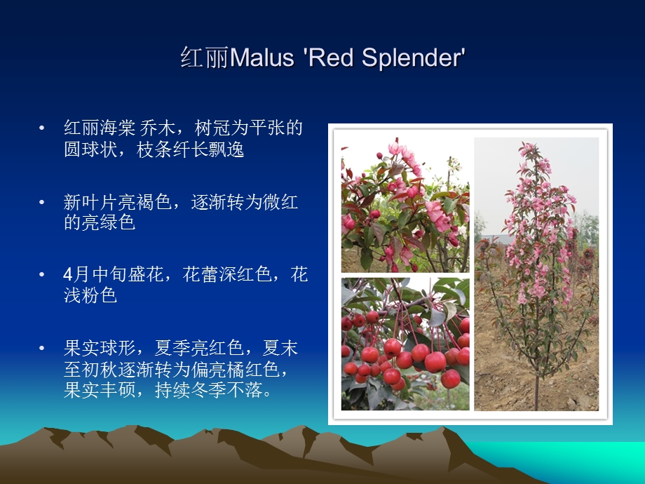 北美海棠品种介绍ppt课件.ppt_第3页