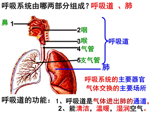 呼吸运动和肺通气ppt课件.ppt