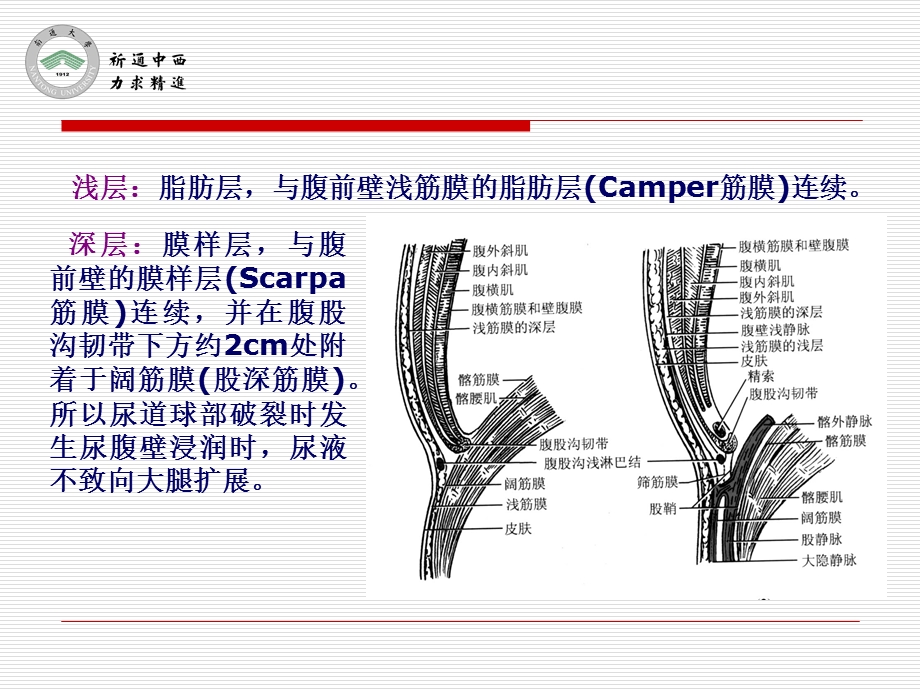 医用局部解剖学 股前区及股内侧区ppt课件.ppt_第3页