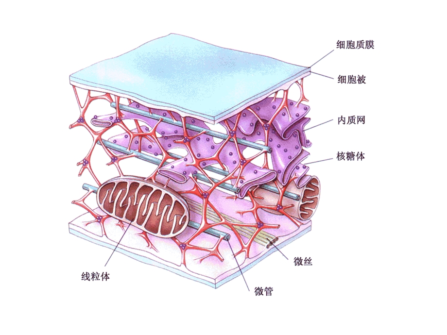 包括细胞质骨架微管微丝和中间纤维ppt课件.ppt_第3页