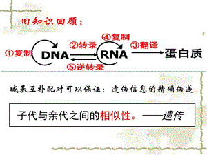 基因突变和基因重组（公开课）ppt课件.ppt