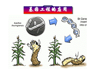 基因工程的应用ppt课件.ppt