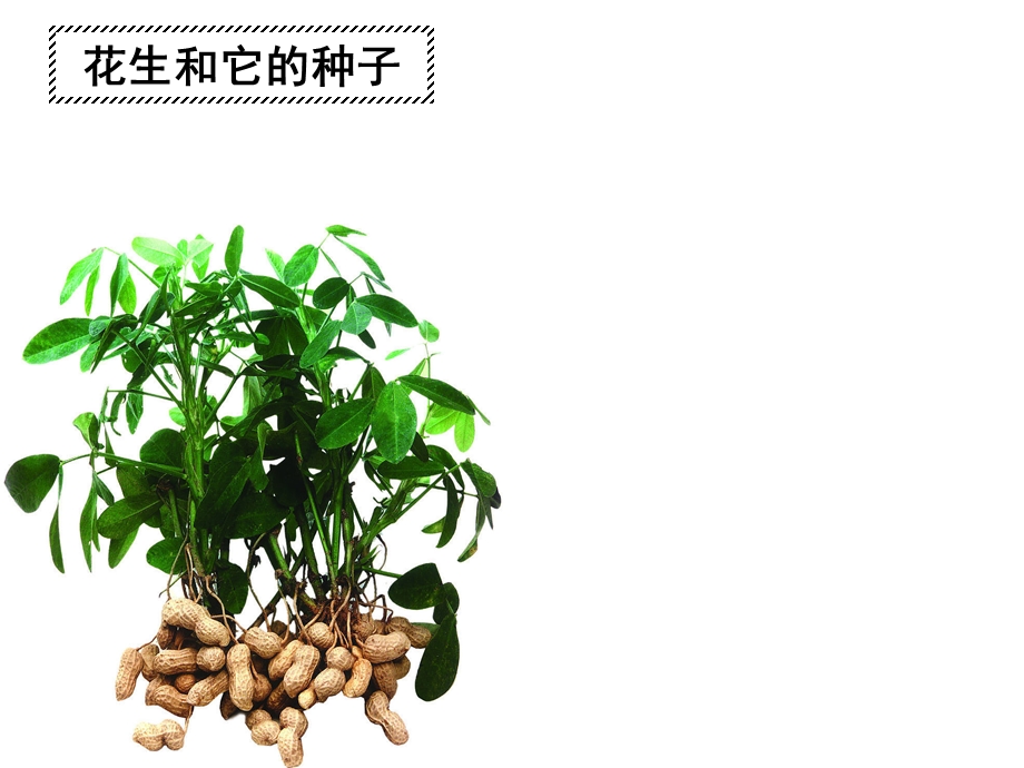 鲁科版生物留下313种子植物课件(共53张).pptx_第3页