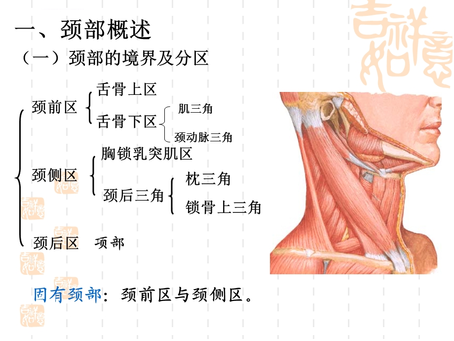 大课 颈部应用解剖ppt课件.ppt_第2页