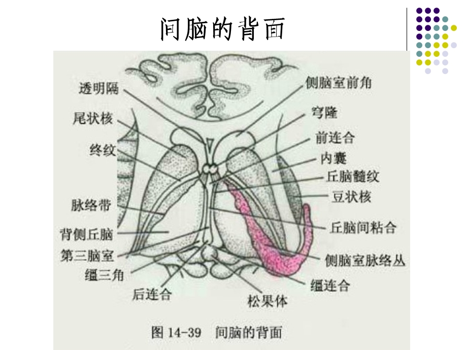 垂体病变MRI诊断思路(详细版)ppt课件.ppt_第3页