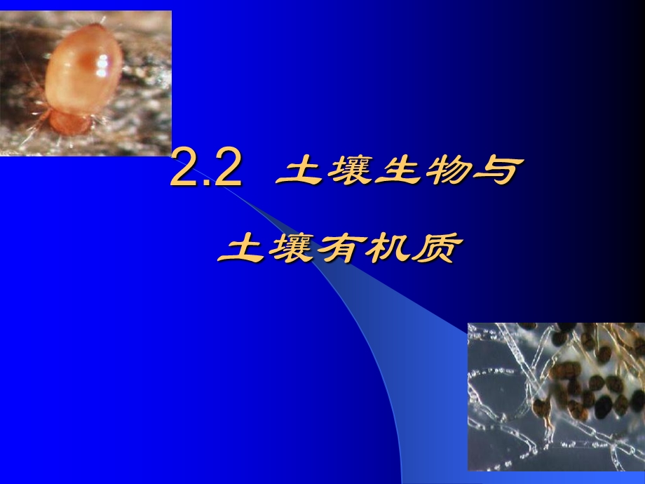 土壤生物与土壤有机质ppt课件.ppt_第1页