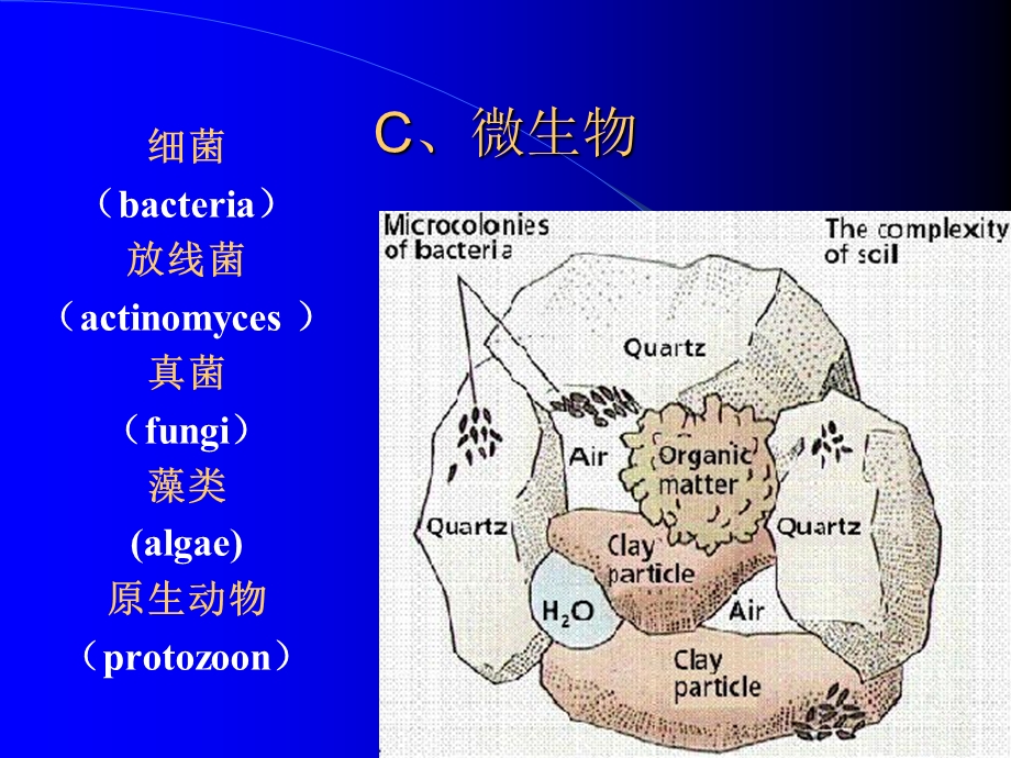 土壤生物与土壤有机质ppt课件.ppt_第3页