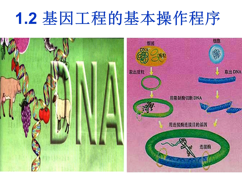 基因工程的基本操作程序公开课ppt课件.ppt_第1页