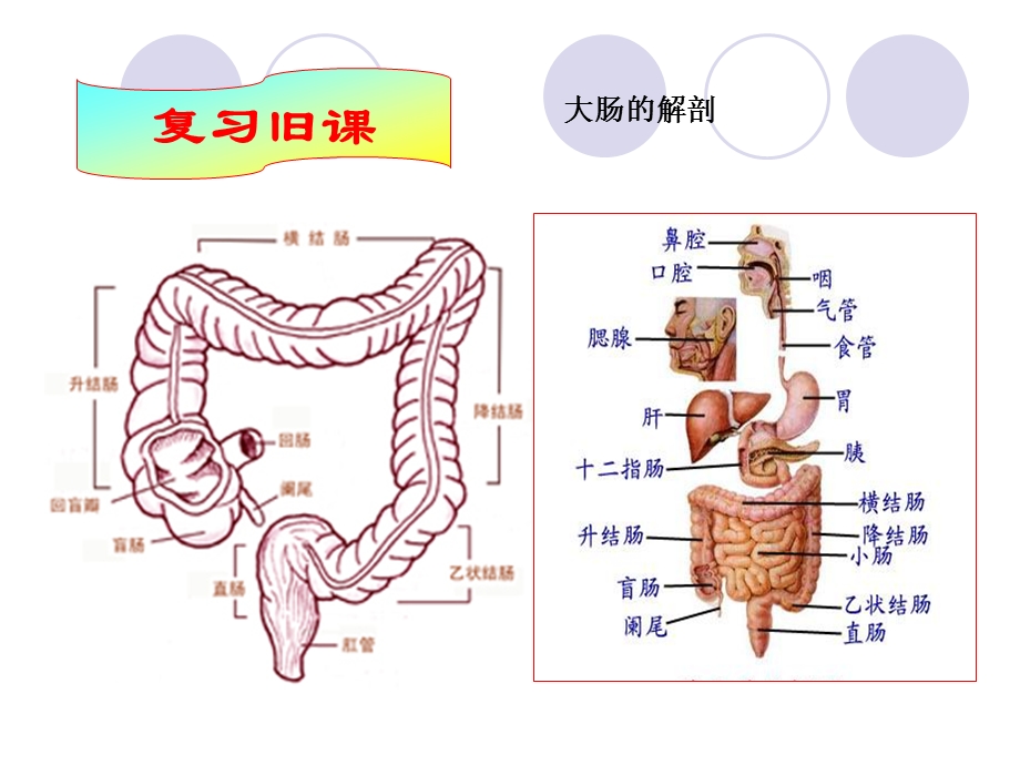 基础护理学之灌肠法ppt课件.ppt_第3页