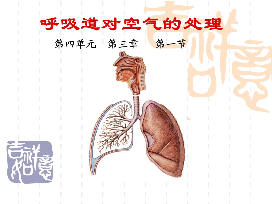 呼吸道对空气处理ppt课件.ppt_第1页