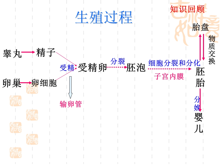 呼吸道对空气处理ppt课件.ppt_第3页