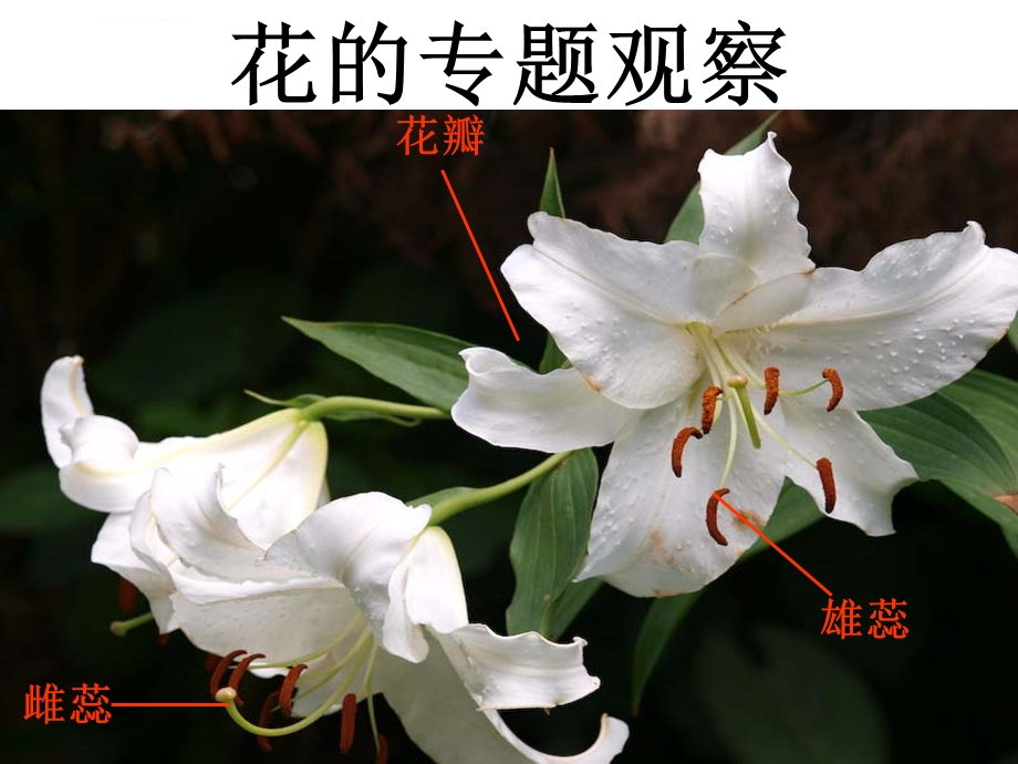 各种各样的花 ppt课件.ppt_第3页