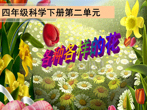 各种各样的花 ppt课件.ppt