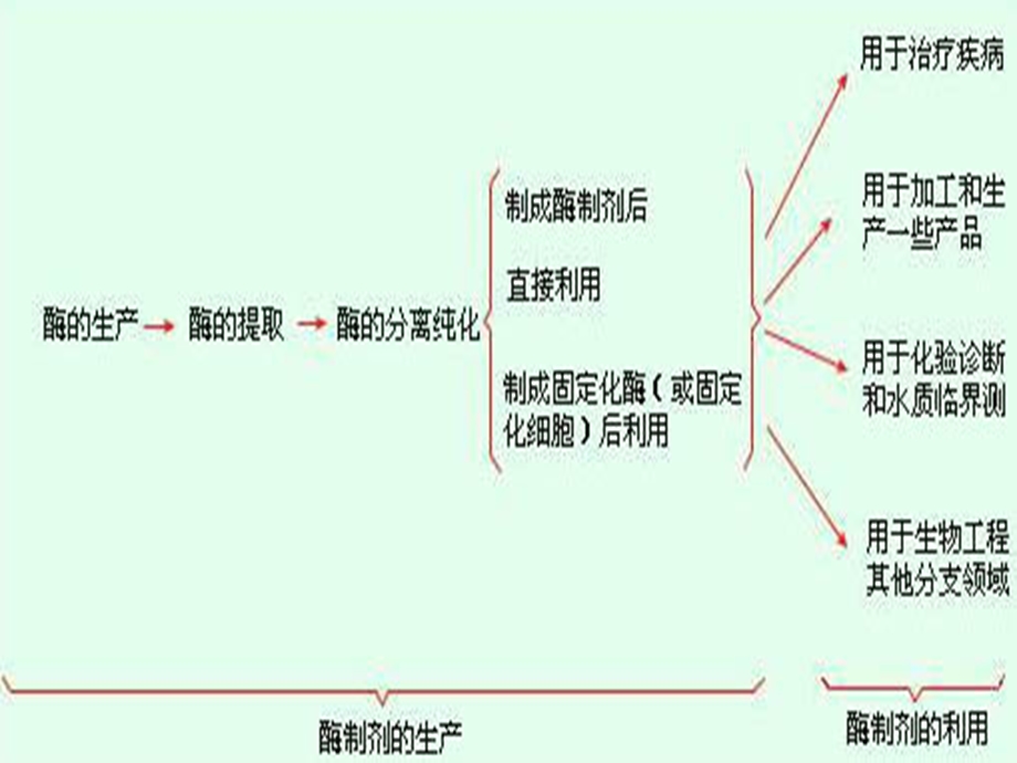 固定化酶与固定化细胞ppt课件.ppt_第2页