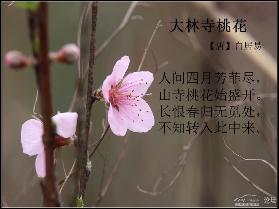 大林寺桃花 ppt课件.ppt_第1页