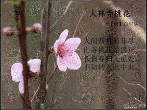 大林寺桃花 ppt课件.ppt