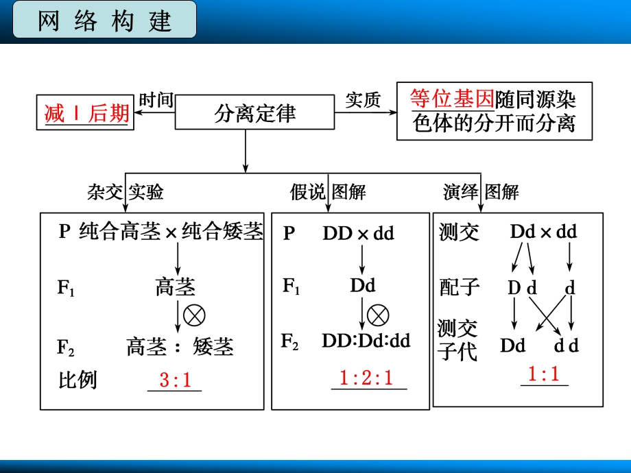 基因的分离定律ppt课件.pptx_第3页