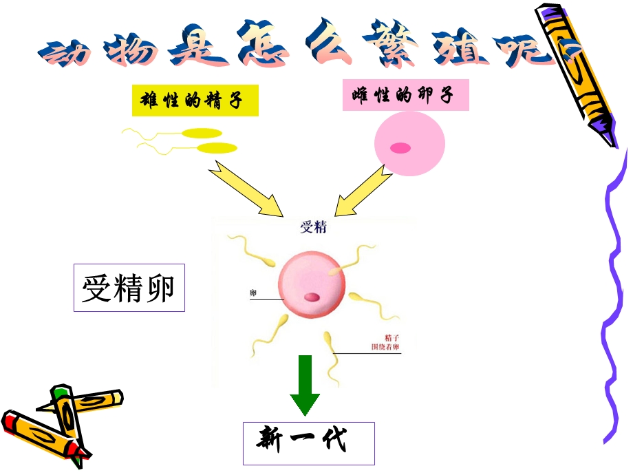 四年级下科学动物的繁殖活动ppt课件.ppt_第1页