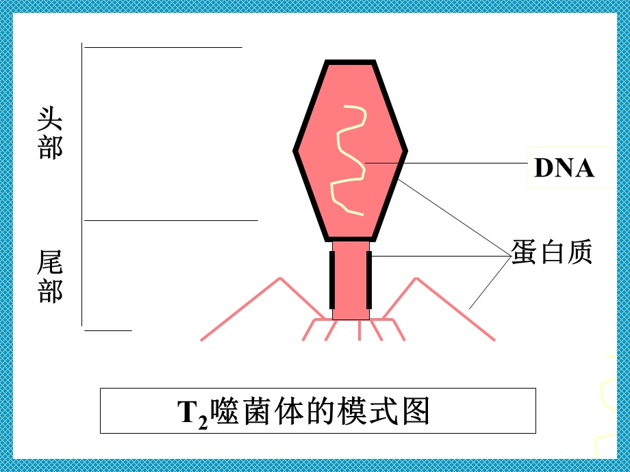 噬菌体侵染细菌过程ppt课件.ppt_第2页