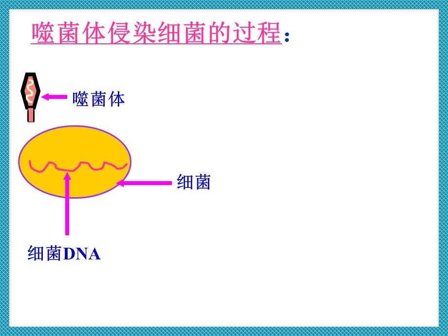 噬菌体侵染细菌过程ppt课件.ppt_第3页