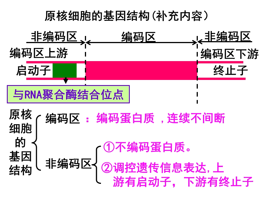 原核细胞的基因结构补充内容ppt课件.ppt_第2页