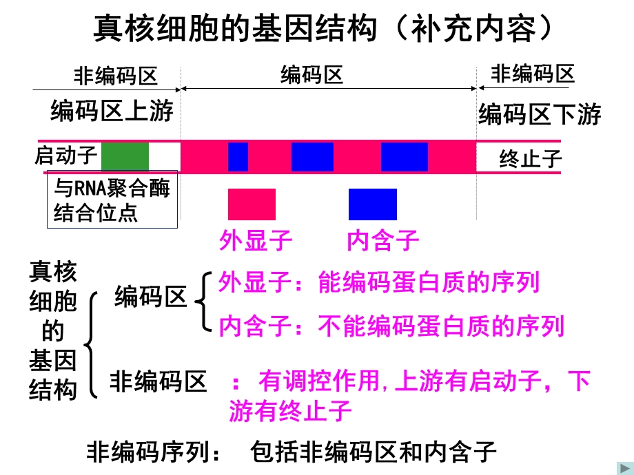 原核细胞的基因结构补充内容ppt课件.ppt_第3页