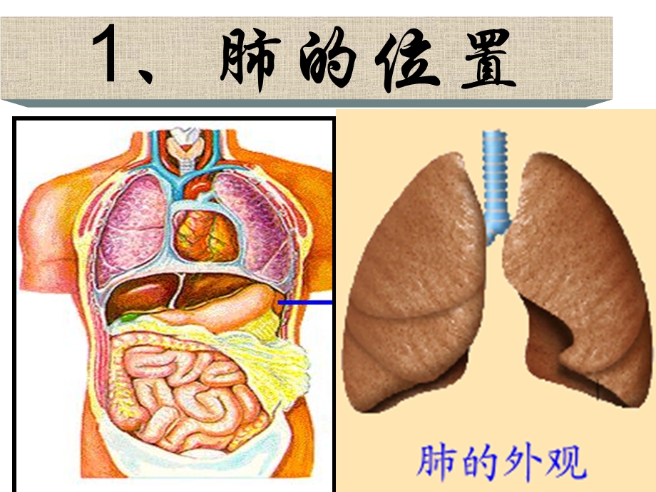 发生在肺内的气体交换讲公开课用ppt课件.ppt_第3页