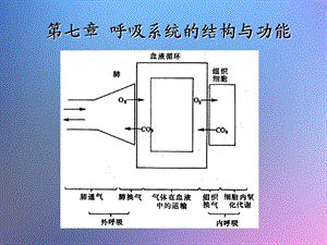 呼吸系统的结构与功能ppt课件.ppt