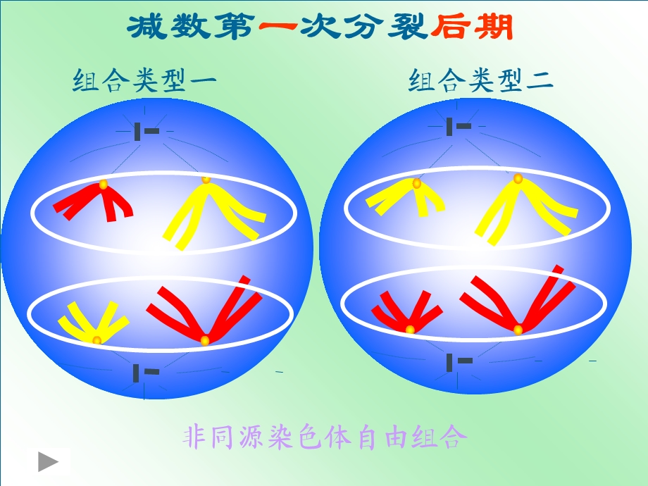 基因和染色体的关系(基因在染色体上)ppt课件.ppt_第1页