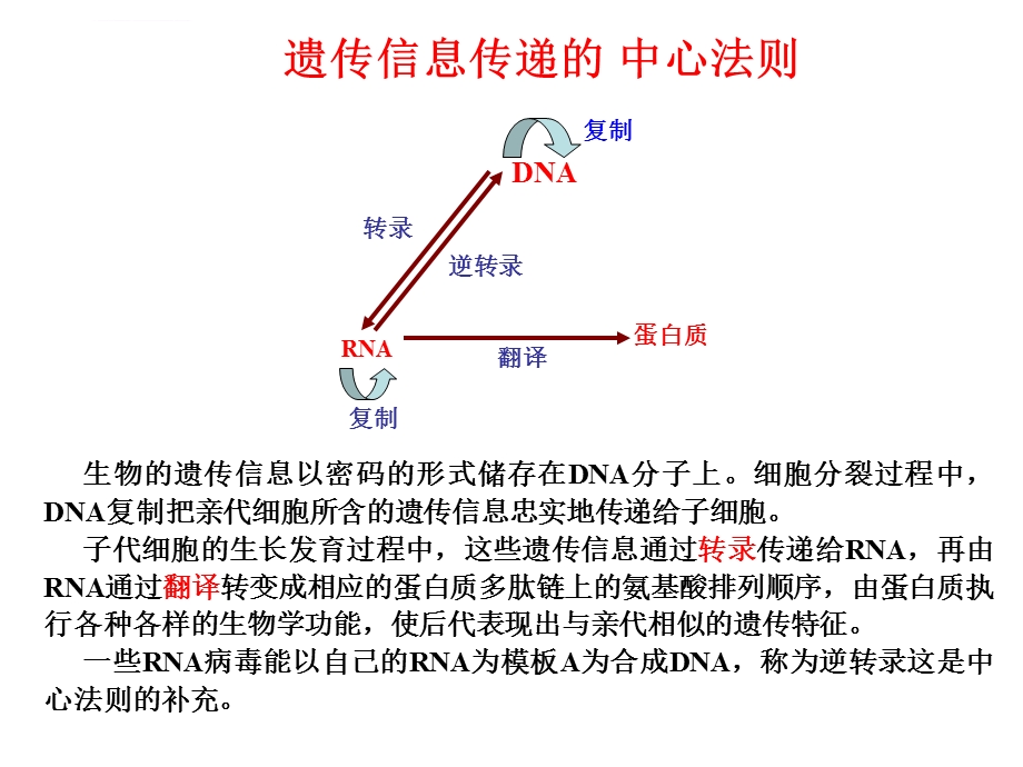 基因转录ppt课件.ppt_第2页