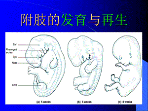 发育生物学 附肢的发育与再生ppt课件.ppt