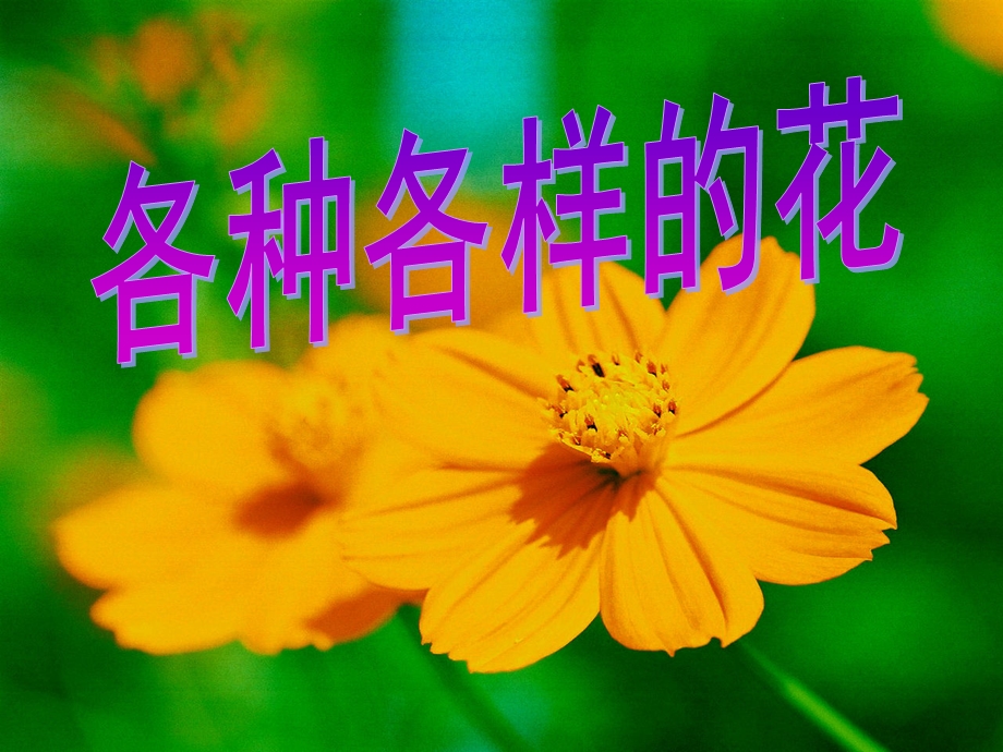 各种各样的花ppt课件.ppt_第1页