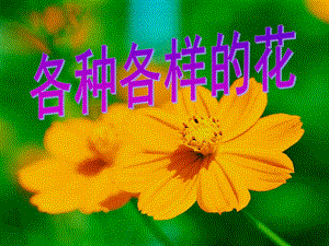 各种各样的花ppt课件.ppt