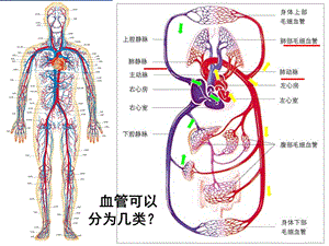 北师大版 血液循环ppt课件.ppt