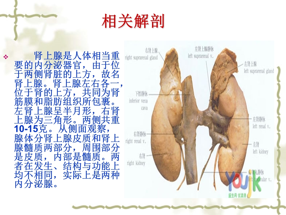 后腹腔镜肾上腺切除术ppt课件.ppt_第2页