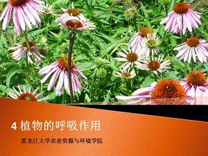 大学植物生理学经典ppt课件04 植物的呼吸作用.ppt