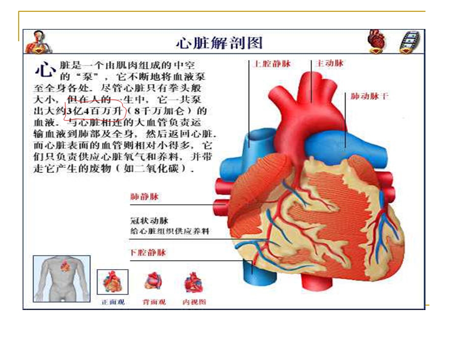 循环系统的解剖和功能分解ppt课件.ppt_第2页