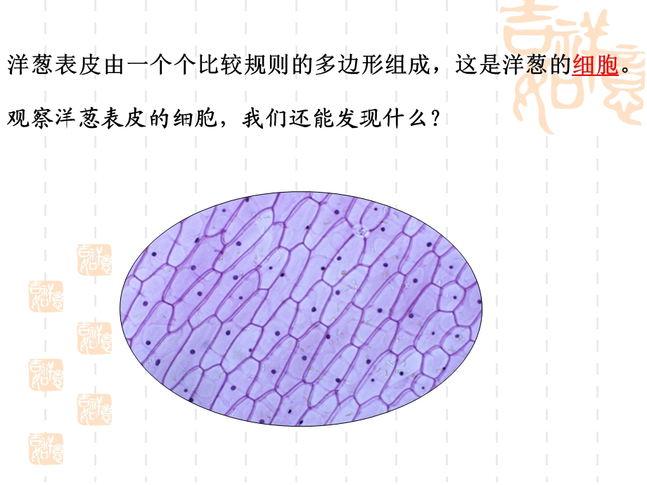 小学科学六年级下册1 6用显微镜观察身边的生命世界(二)ppt课件.ppt_第2页