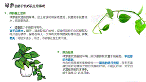 常见绿植养护方法ppt课件.pptx