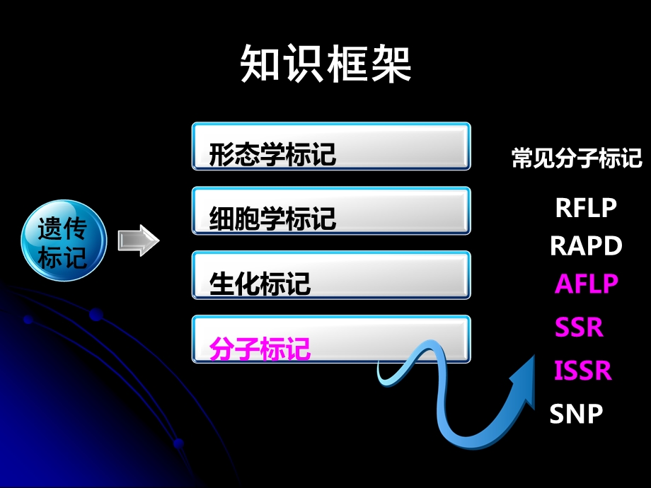 常用分子标记技术原理及应用ppt课件.ppt_第2页