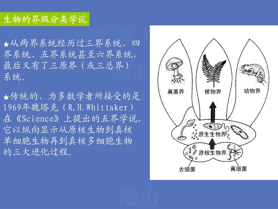 微生物分类鉴定及命名ppt课件.ppt_第3页