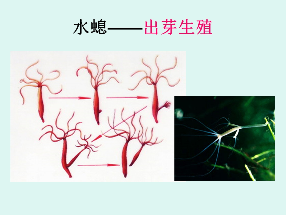 小鸟和小猫ppt课件.ppt_第3页