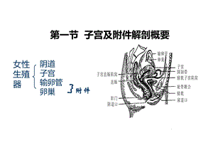 妇科超声基础ppt课件.ppt