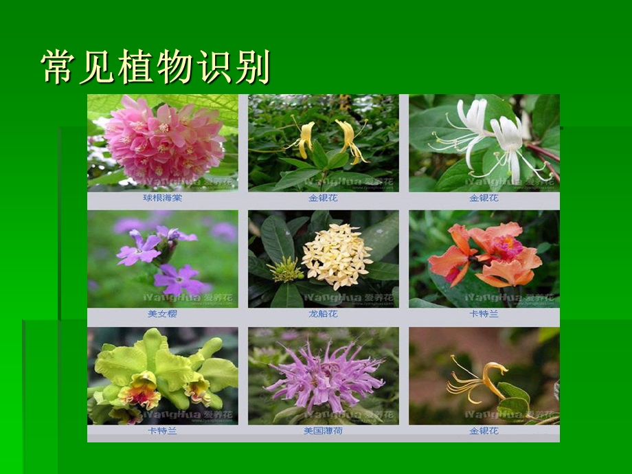 常见植物识别ppt课件.ppt_第1页