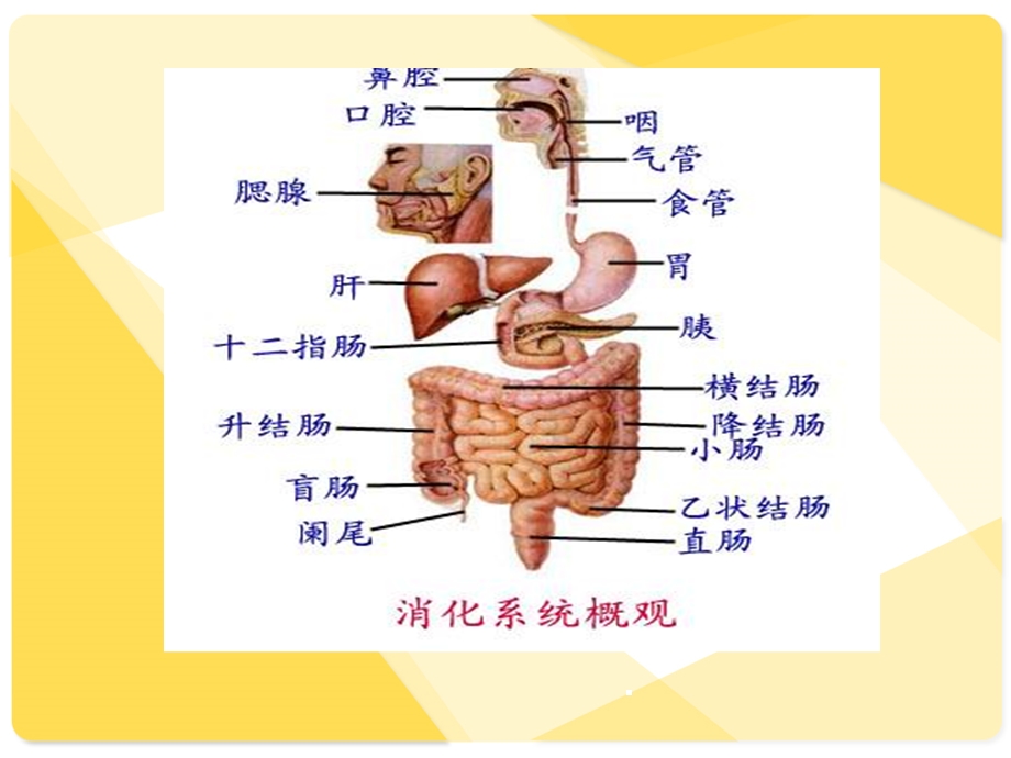 患者发现消化道出血的应急预案ppt课件.ppt_第3页