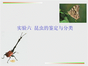 实验6 昆虫的鉴定与分类ppt课件.ppt