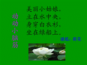 小学语文《荷花》ppt课件.ppt