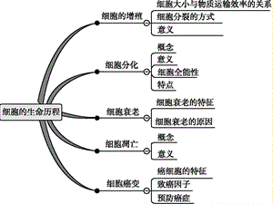 必修1 细胞分化、衰老、凋亡和癌变(高三一轮复习PPT课件).ppt